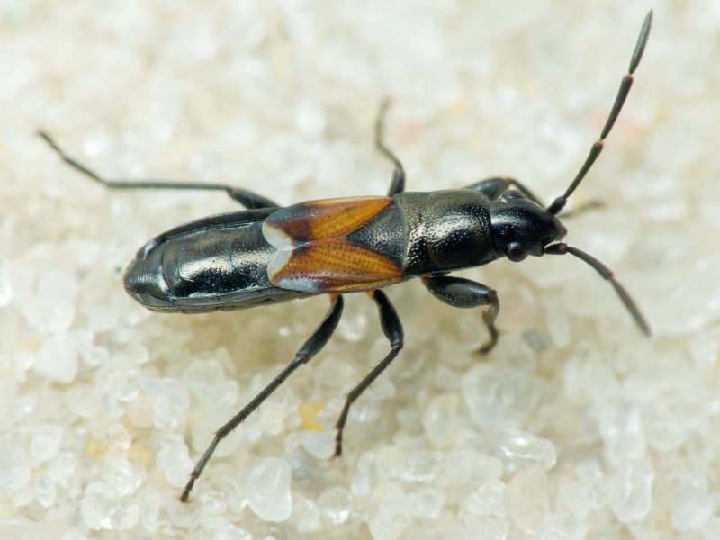 Pterotmetus staphyliniformis (Schilling, 1829)